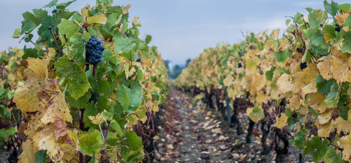 vignoble-bourgogne