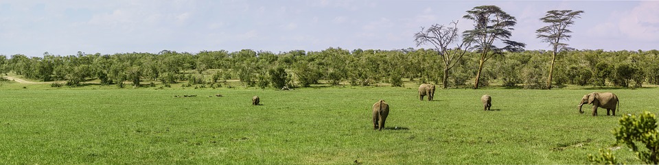 Afrique